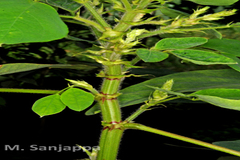 Desmodium tortuosum